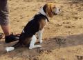 beagle-na-szkoleniu